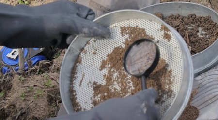 Toshkentda yashil hududlarni zararkunandalardan himoya qilish bo‘yicha nazorat kuchaytirildi